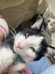 Lost Male Cat last seen Collier, Billings, MT 59101