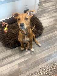 Found/Stray Male Dog last seen Southern ests RV Park, Theodore, AL 36582