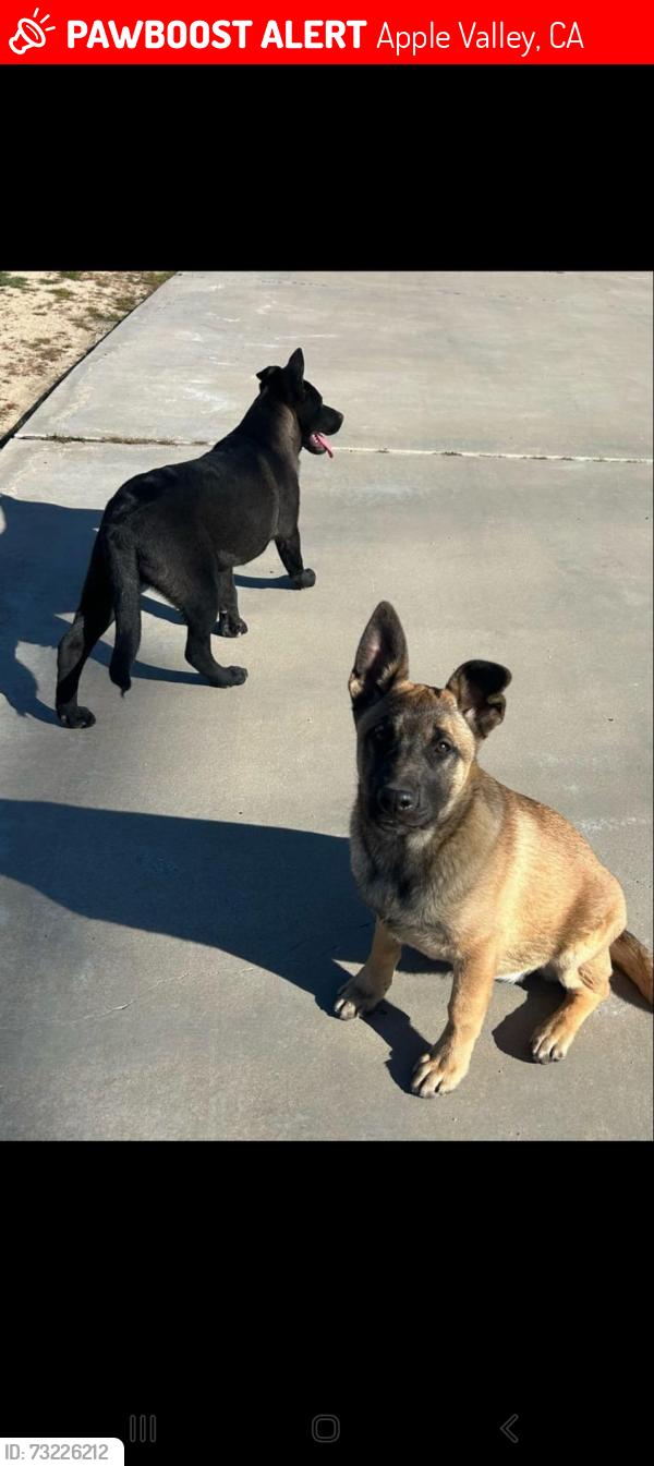 Lost Female Dog last seen Seneca rd and Riverside Dr, Apple Valley, CA 92307