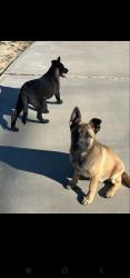 Lost Female Dog last seen Seneca rd and Riverside Dr, Apple Valley, CA 92307