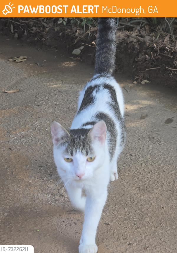 Found/Stray Male Cat last seen Rosebud lane mcdonough ga, McDonough, GA 30253