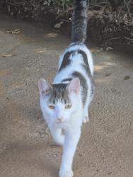 Found/Stray Male Cat last seen Rosebud lane mcdonough ga, McDonough, GA 30253