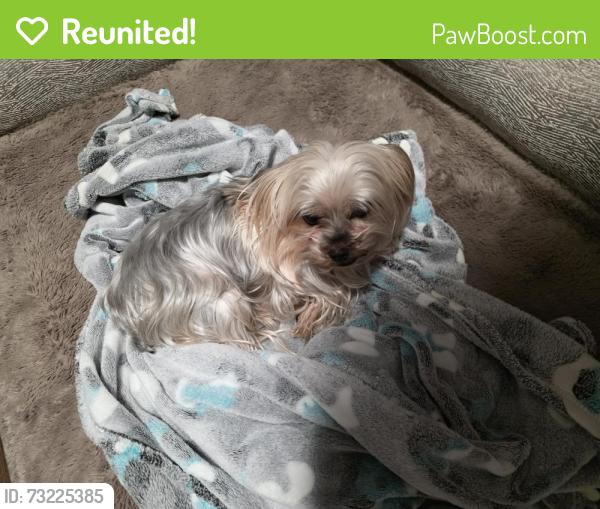 Reunited Female Dog last seen Capricorn, Cedar Hill, TX 75104