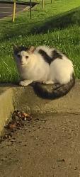 Found/Stray Unknown Cat last seen Bonjangles parking lot, Richmond, VA 23228