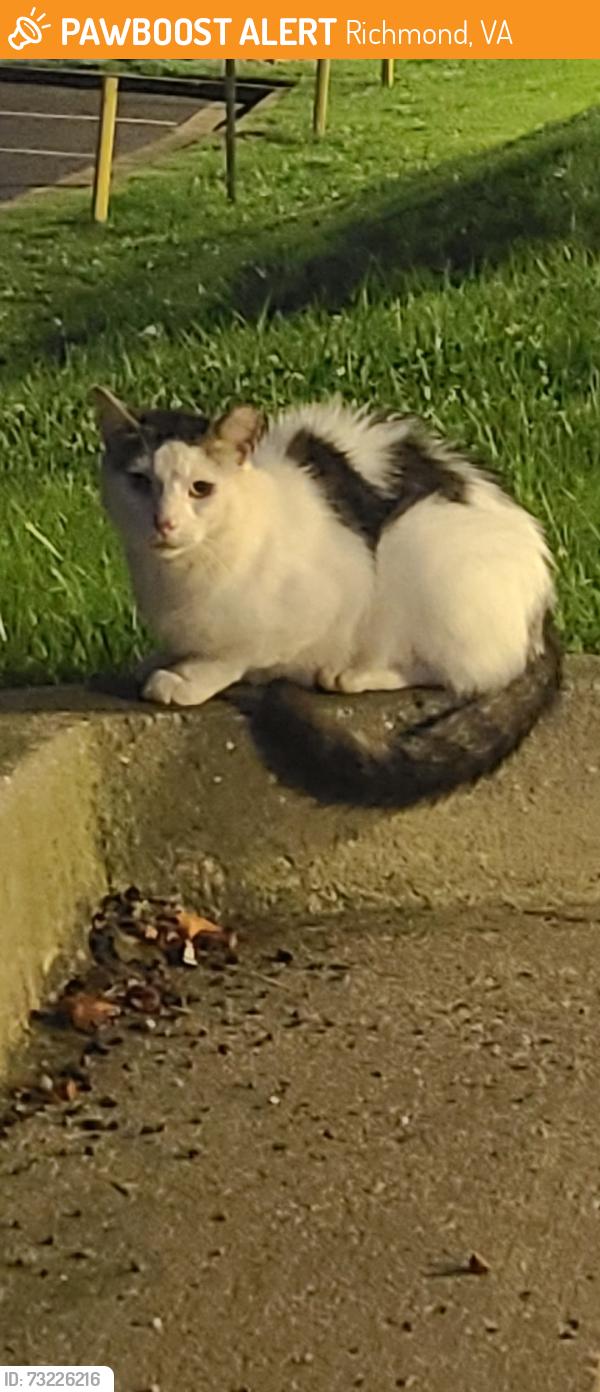 Found/Stray Unknown Cat last seen Bonjangles parking lot, Richmond, VA 23228