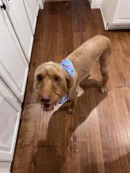 Reunited Male Dog last seen North Lagoon and Allison Ave, Panama City, FL 32408
