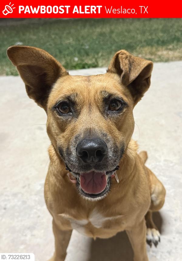 Lost Female Dog last seen Westgate, Weslaco, TX 78599