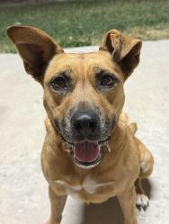 Lost Female Dog last seen Westgate, Weslaco, TX 78599