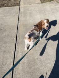 Reunited Male Dog last seen Near Rainsong TRL Perry ga, Perry, GA 31069