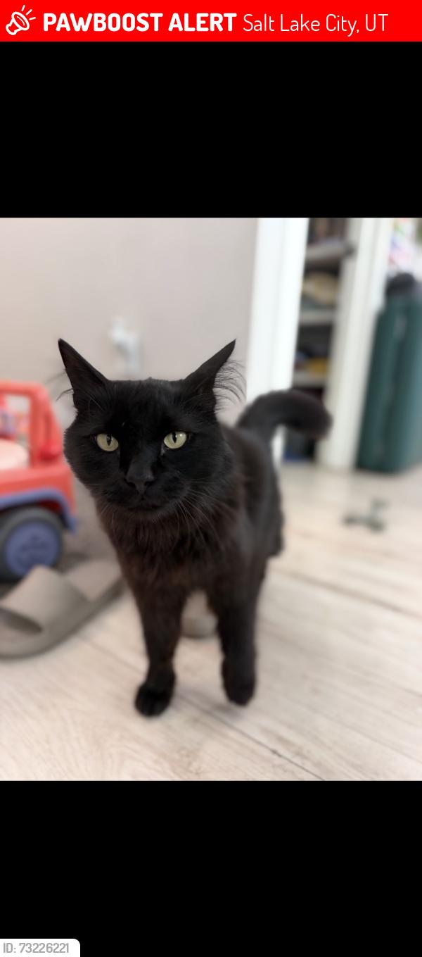 Lost Male Cat last seen 11th Ave and I street, Salt Lake City, UT 84103