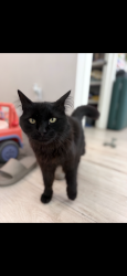 Lost Male Cat last seen 11th Ave and I street, Salt Lake City, UT 84103