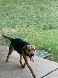 Found/Stray Male Dog last seen Oaks Way & Creekside, Oklahoma City, OK 73131