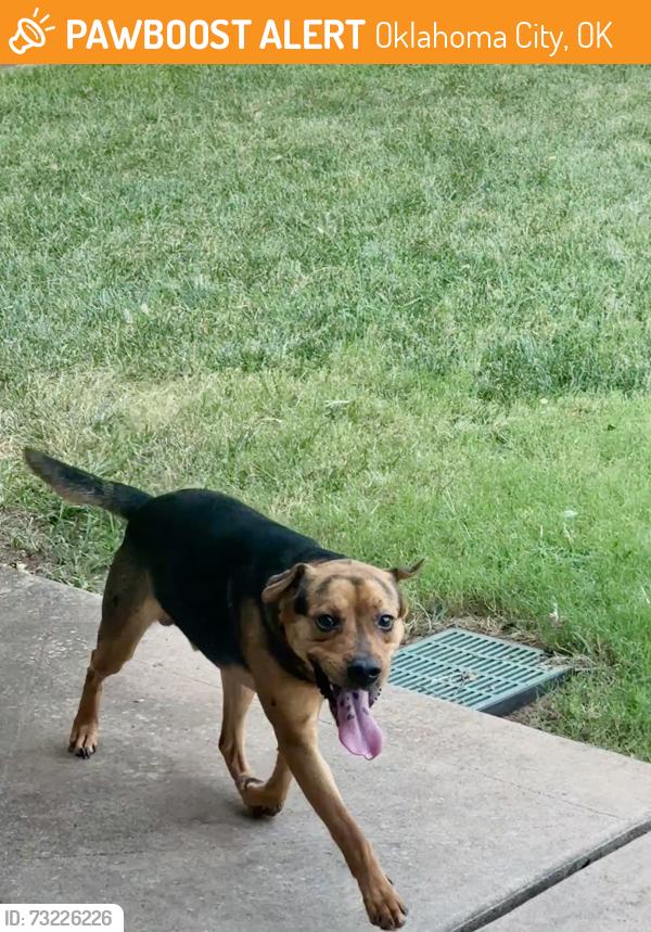 Found/Stray Male Dog last seen Oaks Way & Creekside, Oklahoma City, OK 73131