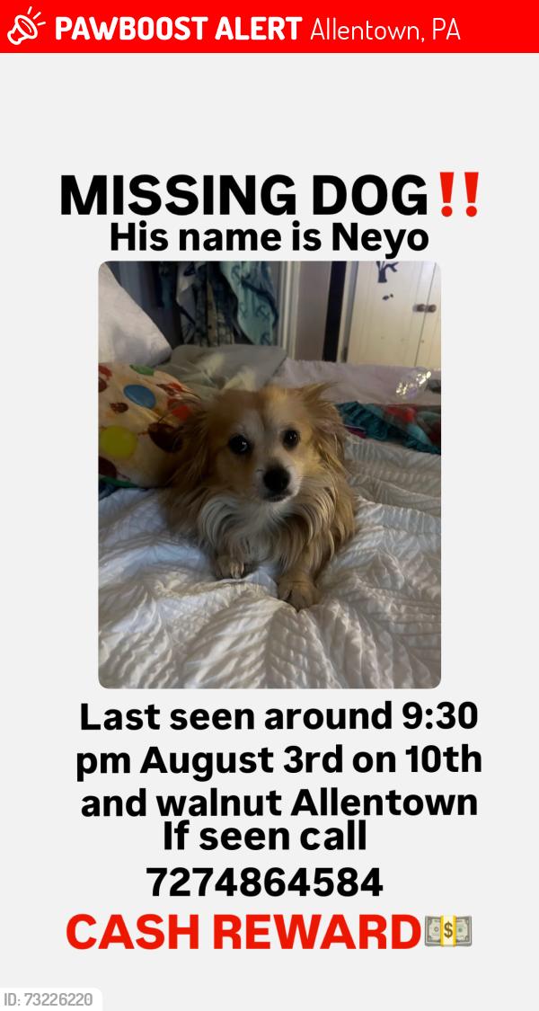 Lost Male Dog last seen 10th and walnut- 23 rd and liberty, Allentown, PA 18102
