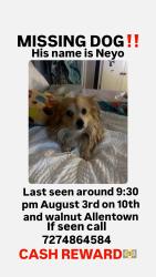 Lost Male Dog last seen 10th and walnut- 23 rd and liberty, Allentown, PA 18102