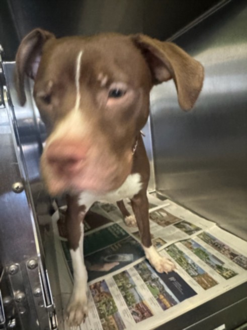 Shelter Stray Male Dog last seen , 1850 W 60th St, Los Angeles, CA 90047, USA