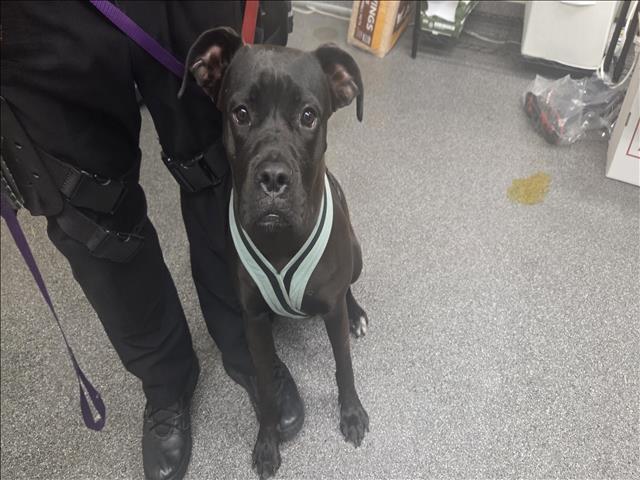 Shelter Stray Female Dog last seen , 3201 Lacy St, Los Angeles, CA 90031, USA