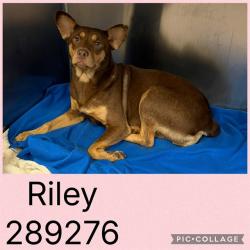 Shelter Stray Female Dog last seen RIDGE AVE, 4214 Fulton Mill Rd, Macon, GA 31216, USA