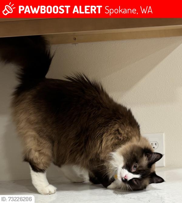 Lost Male Cat last seen Hiawatha Dr & Osage Way, Spokane, WA 99208