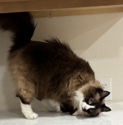 Lost Male Cat last seen Hiawatha Dr & Osage Way, Spokane, WA 99208