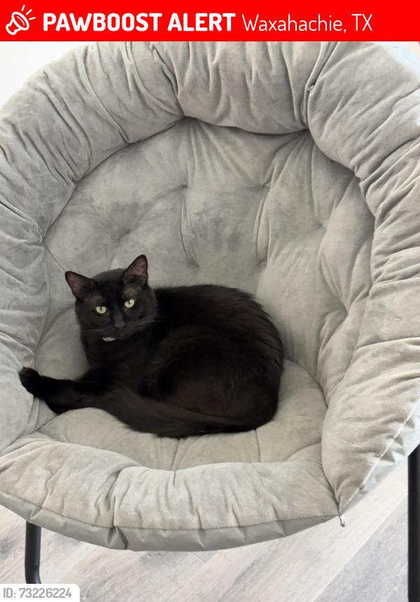Lost Male Cat last seen DR Horton housing development, Waxahachie, TX 75165