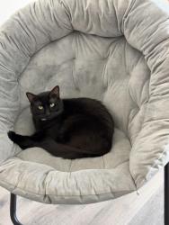 Lost Male Cat last seen DR Horton housing development, Waxahachie, TX 75165