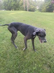Found/Stray Male Dog last seen Stoneoak lane, Knoxville tn 37920, Knoxville, TN 37920