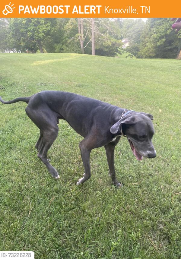 Found/Stray Male Dog last seen Stoneoak lane, Knoxville tn 37920, Knoxville, TN 37920