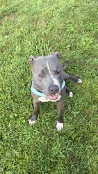 Found/Stray Male Dog last seen West Woodfin, Asheville, NC 28804