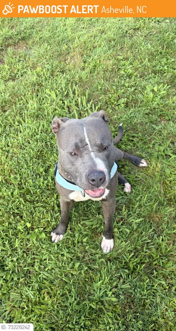 Found/Stray Male Dog last seen West Woodfin, Asheville, NC 28804