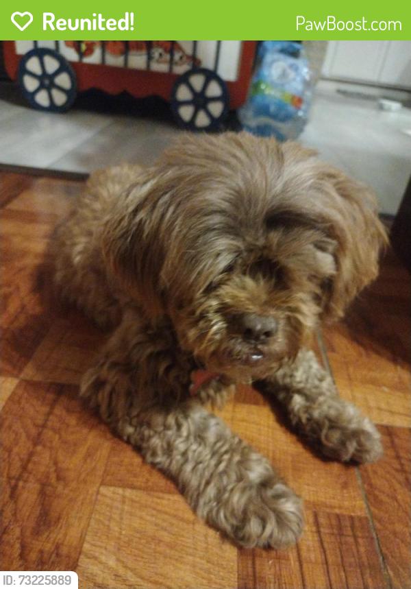 Reunited Female Dog last seen bryant place, Rogers, AR 72756