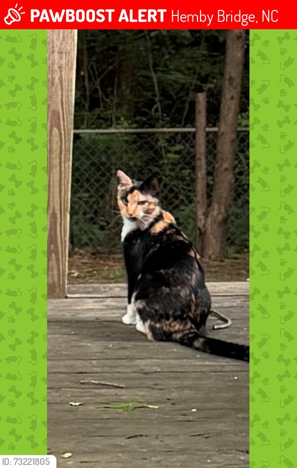 Lost Female Cat last seen Woody Grove Road, Hemby Bridge, Hemby Bridge, NC 28079