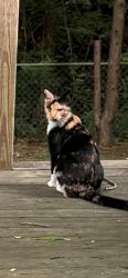 Lost Female Cat last seen Woody Grove Road, Hemby Bridge, Hemby Bridge, NC 28079