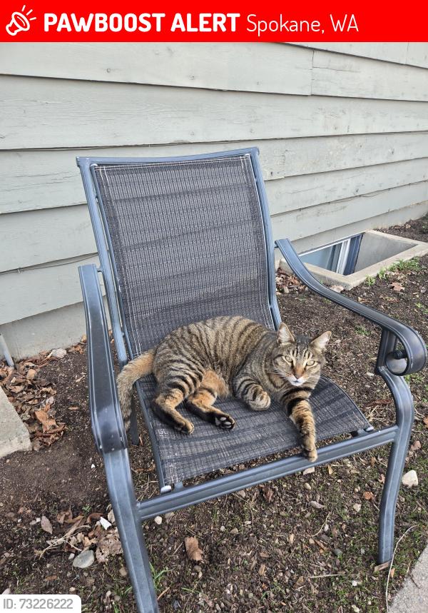 Lost Male Cat last seen Garfield Elementary area, Spokane, WA 99205