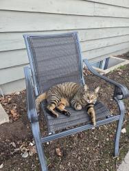 Lost Male Cat last seen Garfield Elementary area, Spokane, WA 99205
