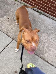 Found/Stray Male Dog last seen WS Hornsby Middle school, Augusta, GA 30901