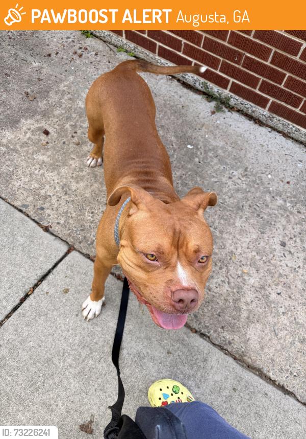 Found/Stray Male Dog last seen WS Hornsby Middle school, Augusta, GA 30901
