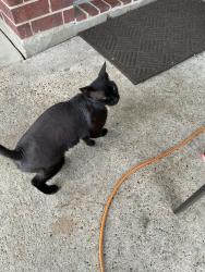 Lost Female Cat last seen Oak acres dr/Lynnville dr., Houston, TX 77065