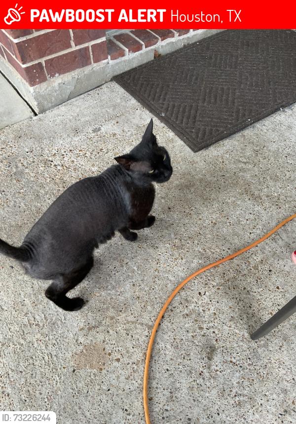 Lost Female Cat last seen Oak acres dr/Lynnville dr., Houston, TX 77065