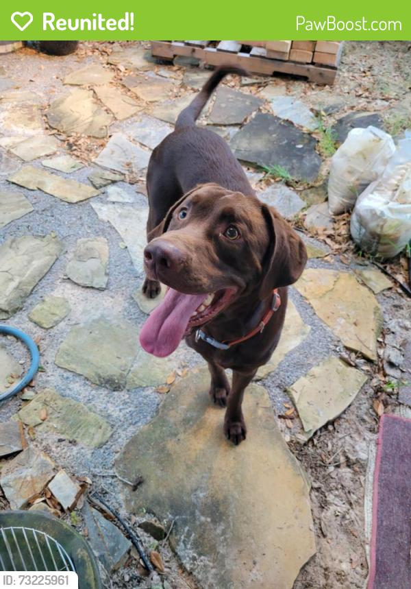 Reunited Male Dog last seen Intersection of Langley avenue and leesway, Pensacola, FL 32504