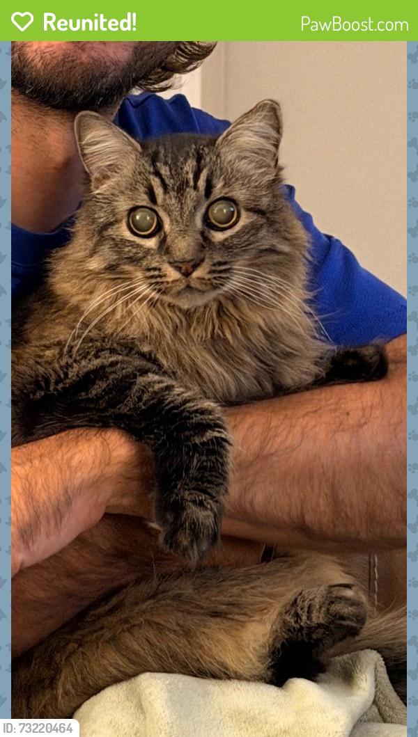Reunited Female Cat last seen Burnham Drive S, Hendersonville, TN 37075