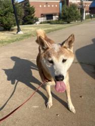 Found/Stray Male Dog last seen Boys and Girls Club/Memorial Park, Oklahoma City, OK 73102