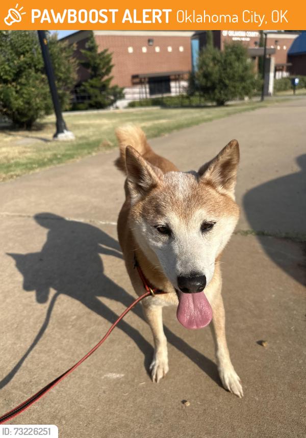 Found/Stray Male Dog last seen Boys and Girls Club/Memorial Park, Oklahoma City, OK 73102