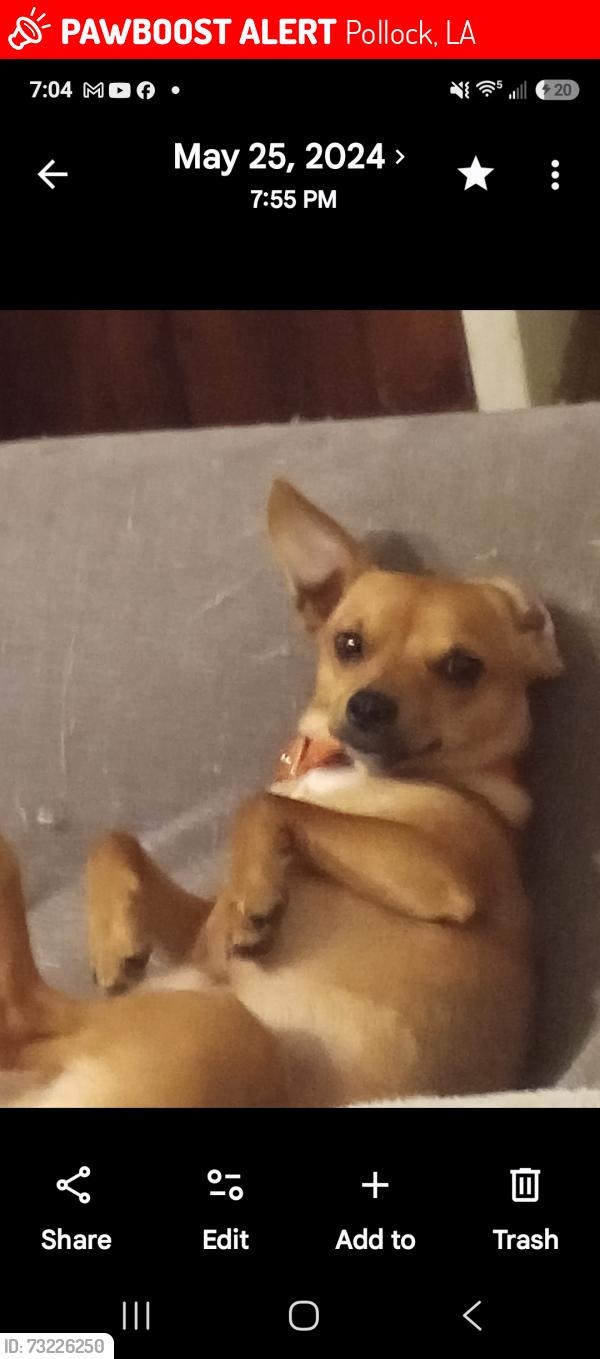 Lost Male Dog last seen Around pollock, Pollock, LA 71467