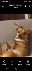 Lost Male Dog last seen Around pollock, Pollock, LA 71467