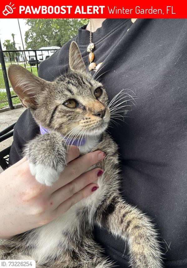 Lost Female Cat last seen Across from the winter garden bike park, Winter Garden, FL 34787