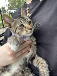 Lost Female Cat last seen Across from the winter garden bike park, Winter Garden, FL 34787