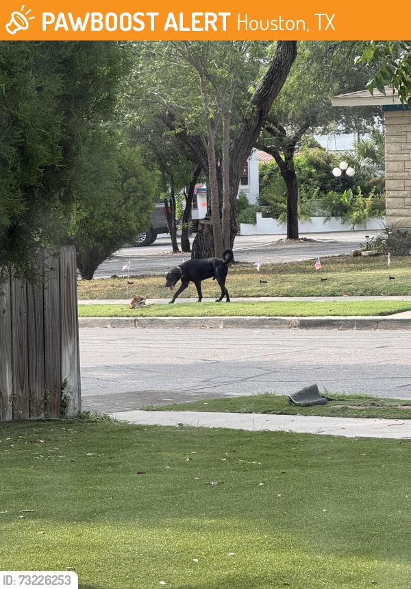 Found/Stray Male Dog last seen Lemur Dr, San Antonio, TX 78213