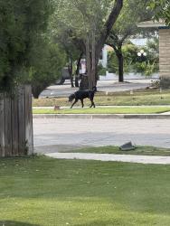 Found/Stray Male Dog last seen Lemur Dr, San Antonio, TX 78213