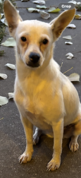 Found/Stray Unknown Dog last seen Lipscomb/george street, Cleburne, TX 76031